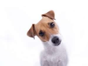 A Jack Russell dog stands before a white background with its head tilted to the left looking directly at the camera