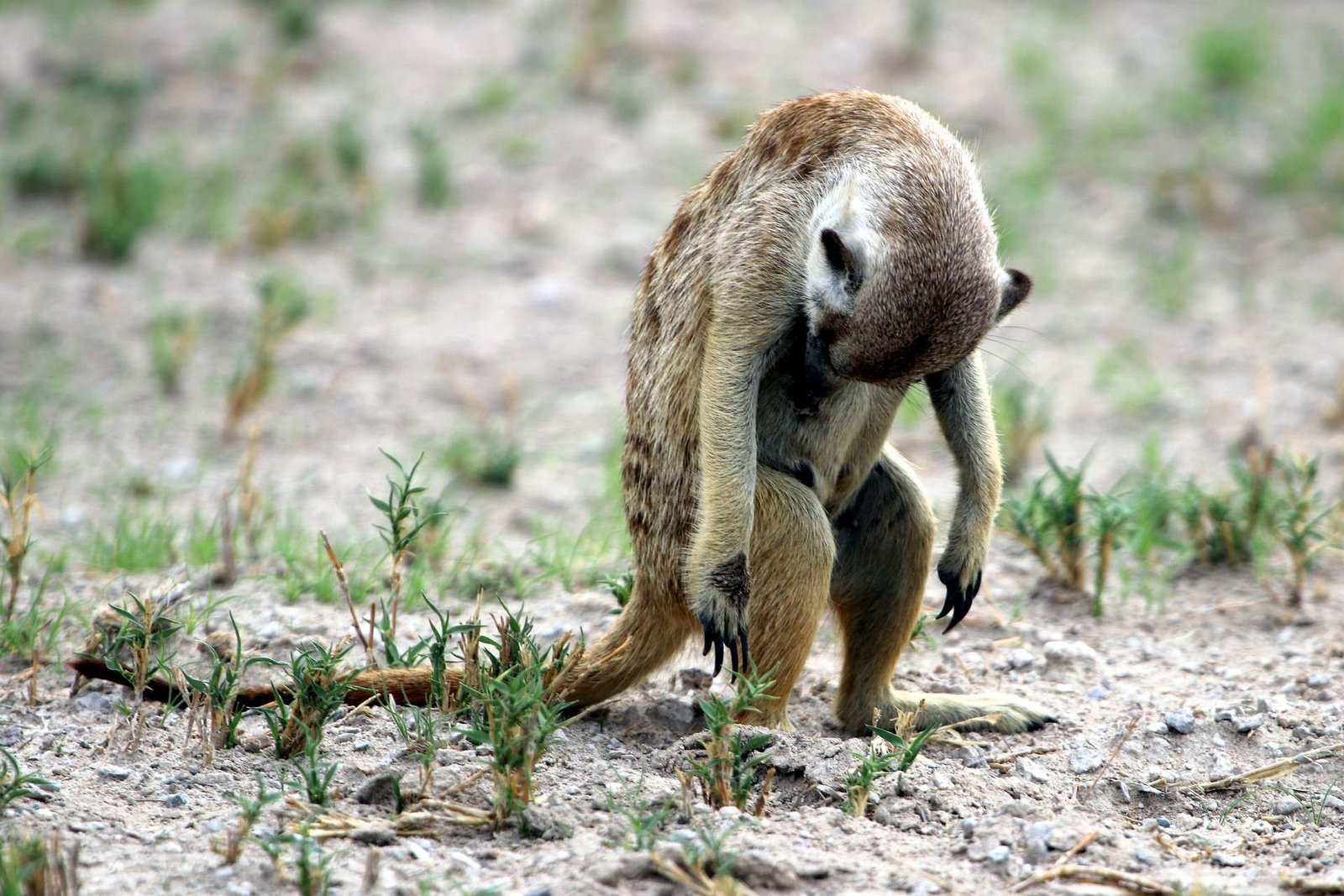 A meerkat with it's head hung low stands in a desert with tuffs of low growing grass