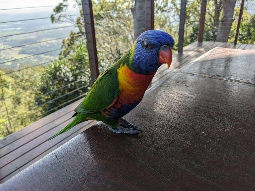 Close up of a rainbow lorikeet sitting on a table.