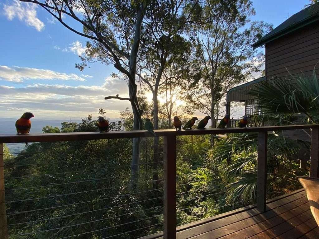 Eight rainbow lorikeets sitting on a wooden fence railing with bushland and the sun behind them.