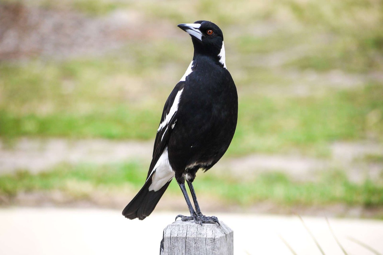 An Australian magpie perched on a wooden post.