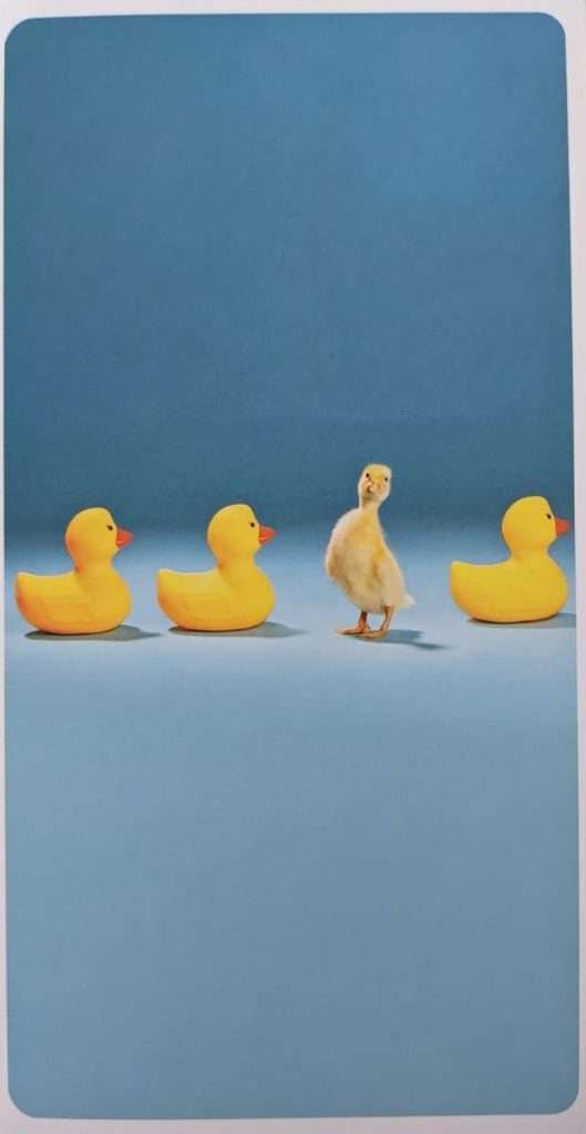 A greeting card with a blue cover and four ducks. Three of the ducks are yellow rubber ducks, but the fourth, positioned third in the row of four, is a real baby duck, standing up, looking right at the camera.