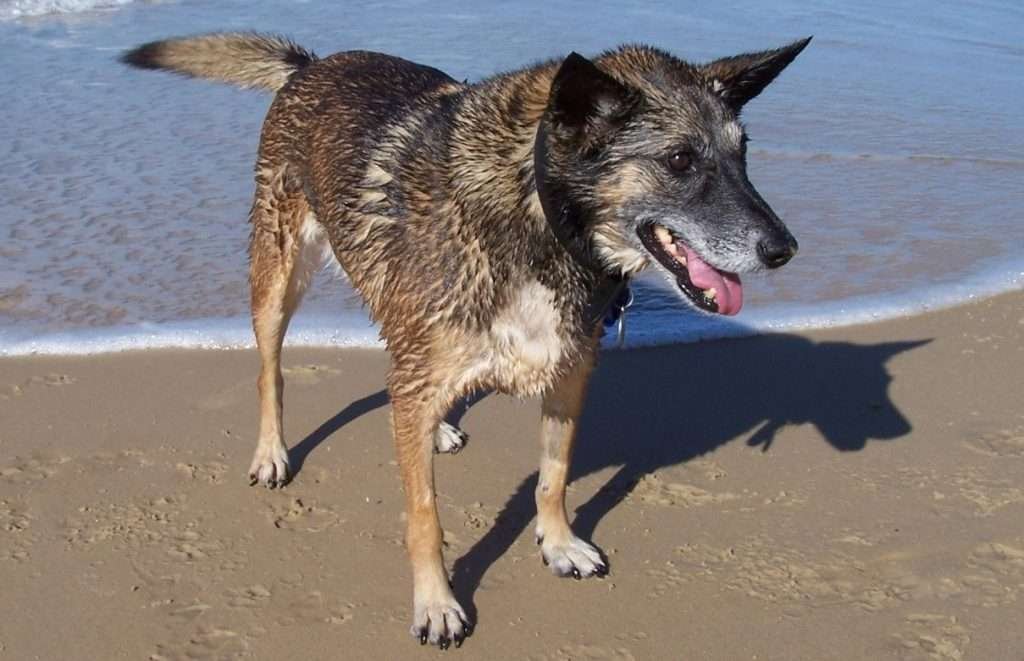 A brindle coloured kelpie, wet, standing on the beach after a swim in the ocean