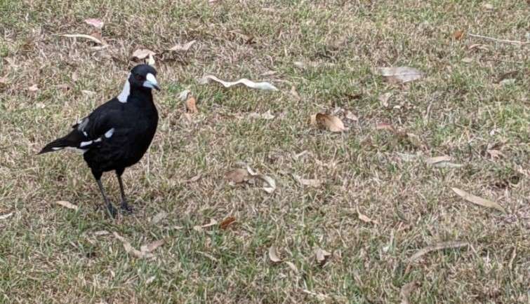 An Australian magpie standing on dry ground in a park
