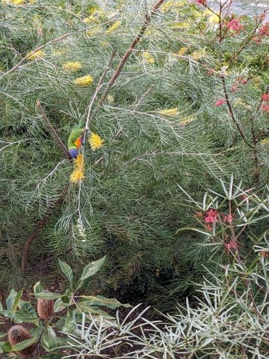 A rainbow lorikeet hanging upside down in a grevillea tree with yellow flowers while it eats