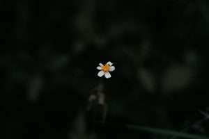 A white daisy flower against a blurred black background