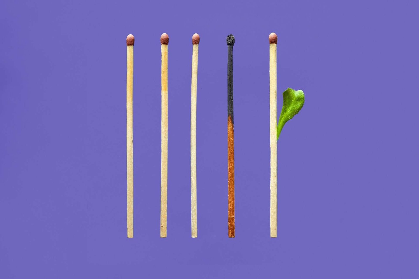 Five redhead matches on a purple background. One match is burnt out, but the final match has a green shoot growing out of it.